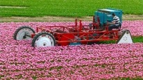 That's AMAZING To Watch! Topping Tulips With A Homebuilt Topping Machine