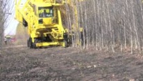 Whole Tree Harvester Devours the Entire Forest in Just Seconds!