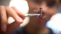 This Tiny Insect Robot "RoboBee" Fly and Swim in Water