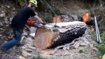 Felling a Big Pine Tree & Milling Slabs With an Alaskan Chainsaw Mill