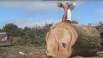 How To Cut a Huge Tree Trunk ! BIG TREE vs BIG CHAIN ​​SAW