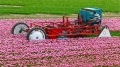 That's AMAZING To Watch! Topping Tulips With A Homebuilt Topping Machine