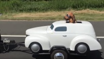 Check Out The World's One of the Luckiest Dogs and Its Cool Ride